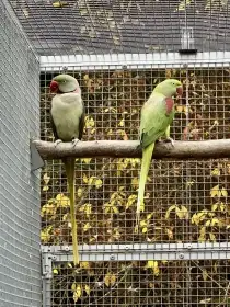 1.0 Šedozelený x 0.1 Bronze (red fakt.)