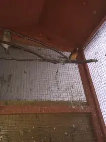 Kříženec po konopce samec