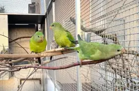 Papoušek nádherný