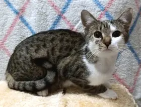 Kocourek Porto hledá nový domov