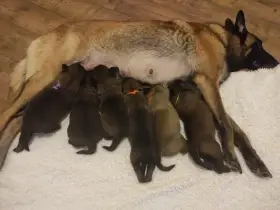 Štěňátka belgický ovčák malinois s PP
