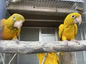 Guaroba Guarouba 1.1