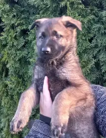 Německý ovčák - štěňata s PP