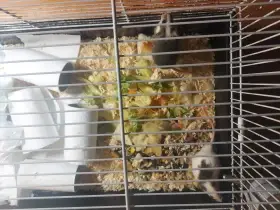 Daruji 4 vykrmene mastomysi