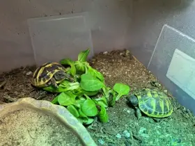 Testudo Hermanni mladatka