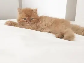  Perská koťátka k adopci