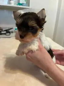 Štěňata typu teriér birro