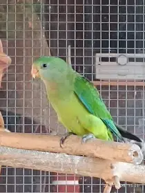 Papoušek nádherný -samice