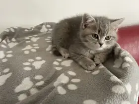 Krásné čistokrevné britské koťátko bez PP (kocourek)