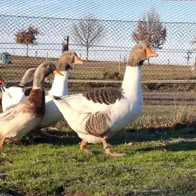 Pomořanská strakatá husa 2 ks