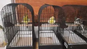 Severní Holanďané