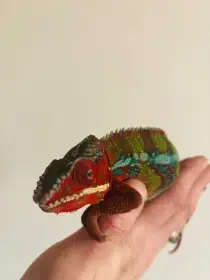 Leopardí chameleon na prodej