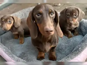 Rozkošná štěňátka jezevčíka připravená k odběru.