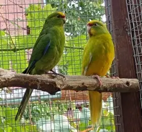 Prodám Kakariki žlutočelé