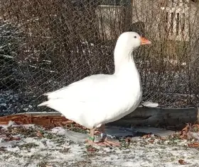Husa česká - letošní husička
