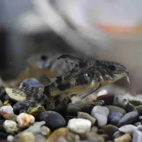 Pancéřníček skvrnitý