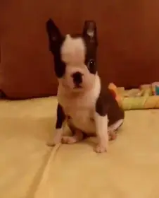 Boston,Bostonský teriér,Boston Terrier