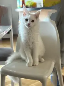 Bílá mainská mývalí s PP