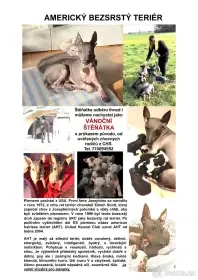 Americký bezsrstý teriér