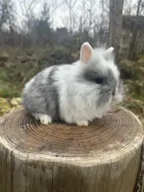 Zakrslý králíček Lvíček