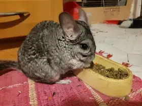 Mládě činčily - samec, samička