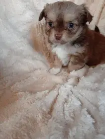 Čivava dlouhosrstá