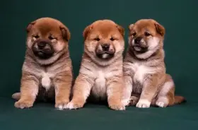 Shiba-Inu s PP FCI z chovatelské stanice pibaro