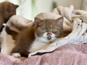 Britská koťátka