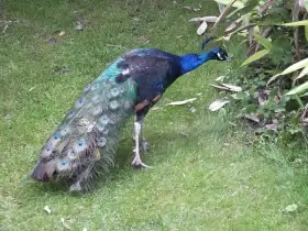 Páv černokřídlý