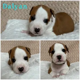 Americký stafordšírský teriér