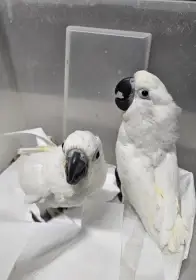 Kakadu Bílý Alba 2,0