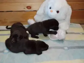 Labradorský retrívr štěňata