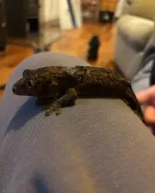 Samec mechového gekona