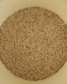 Oves, ječmen, pšenice