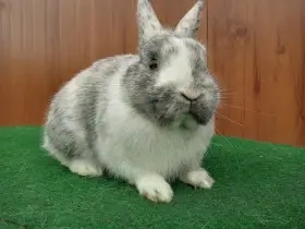 Zakrslá rhönská samička