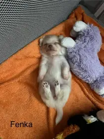 Štěňátka v typu dlouhosrsté čivavy