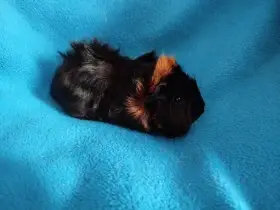 Malé morčátko vhodné na domácího mazlíčka