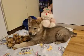 Československý vlčák - štěňata "z Tajemné zahrady"