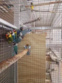 Prodám mláďata Agapornise škraboškového