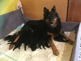 Zadáváme plánovaná štěňata Chodského psa s PP