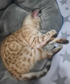 Bengálská kočka s PP