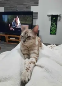 Bengálská kočka s PP