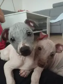 Americký bezsrstý teriér s PP (FCI)