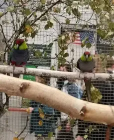 Papoušek červenočapkový