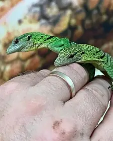 Varan zelený (Varanus prasinus) na prodej