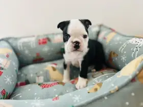 Boston terier s průkazem původu FCI