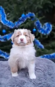 Australský ovčák s PP