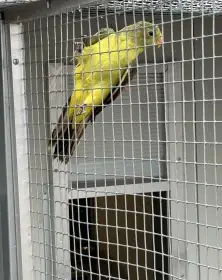 Papoušek červenokřídlý - žlutá