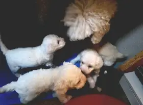 Štěně v typu pudl trpasličí