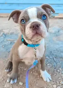 Bostonský teriér s PP - odběr únor 2026